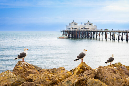 Famous Malibu beach pier on sunny day with seagulls in the front
