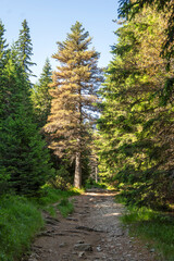 Fototapeta premium Rila Mountain near Malyovitsa peak, Bulgaria
