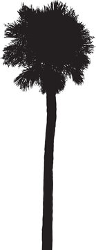 Lone Palm Tree silhouette, vectors on separate layers