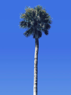 Lone Palm Tree Against a Clear Blue Sky