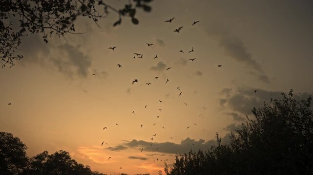 Silhouette of Bats Flying Overhead with Vibrant Sunset Sky