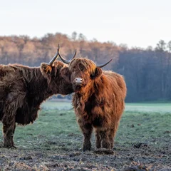 Tuinposter  Highland cattle standing in muddy meadow on cold day  © Michael