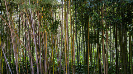 Fototapeta premium Dense bamboo forest in Fez, slender stalks and lush green foliage, filtered natural light, peaceful and immersive atmosphere in the heart of nature.