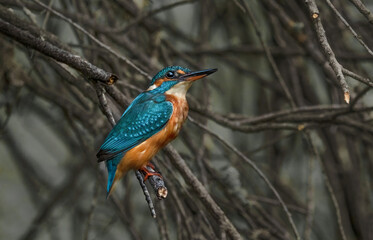 Fototapeta premium Close-Up Of A Eurasian Kingfisher (Alcedo Atthis)