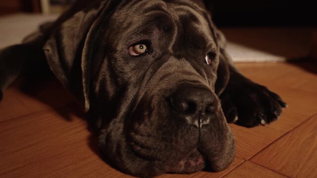 Close-up of young Cane Corso dog tired after a walk and lying on the floor in the house 4K