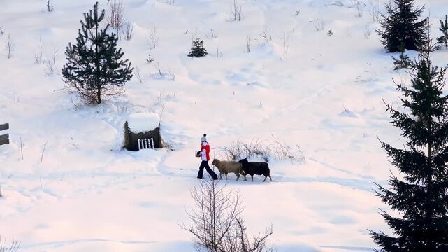 Aerial view shows a caretaker in a red jacket guiding two sheep along a packed path by a wooden shed, hay bale, and split rail fence on a snowy hillside at dawn.
