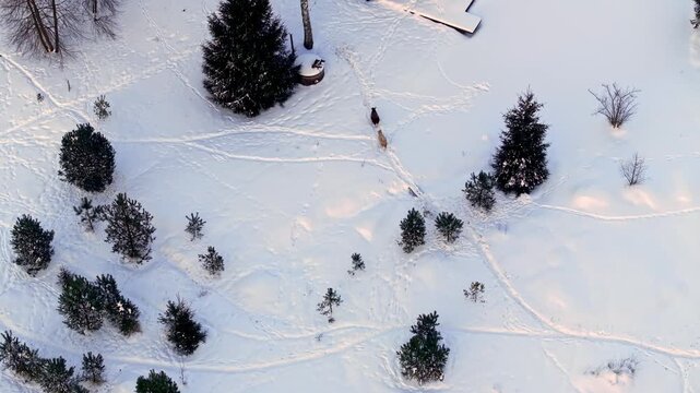 Aerial winter scene with small boathouse, short dock, frozen lakeshore, evergreen clusters, round well or firepit, two dogs moving on converging paths, long shadows in warm light