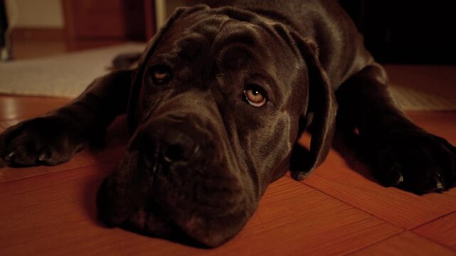 Close-up of young Cane Corso dog tired after a walk and lying on the floor in the house 4K