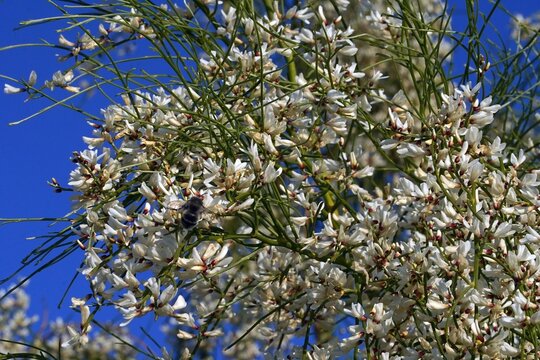 Bridal broom, or Retama monosperma tree flowers, in February, in Attica, Greece
