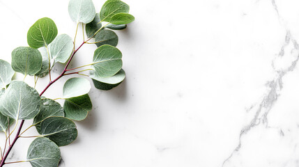 白い大理石の上に置かれたユーカリ
