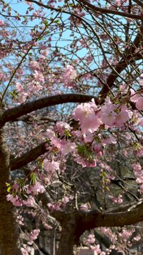 Cherry blossoms in full bloom. Delicate pink sakura flowers swaying gently in the wind against clear blue sky. Vertical 4k footage.
