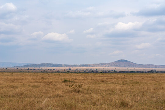 grassy plains and hills on horizon in central region of serengeti national park tanzania 