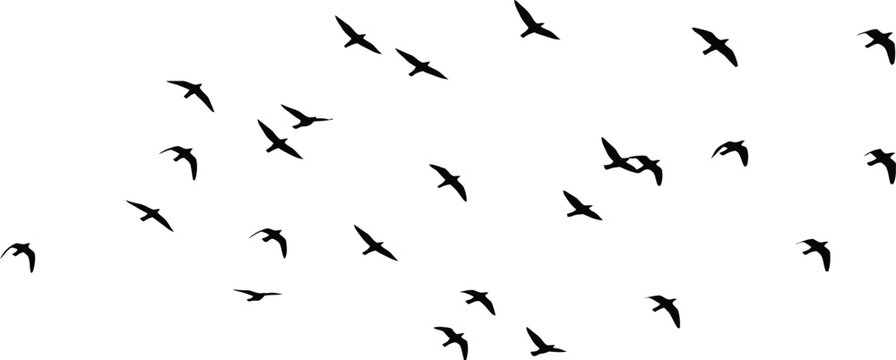 Flock of Birds in Flight Silhouettes