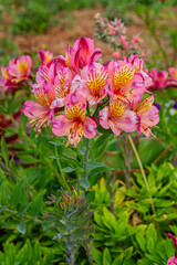 Fototapeta premium Pink alstroemeria flower blooming in natural garden setting | Różowy kwiat alstroemerii kwitnący w naturalnym ogrodzie (Alstroemeria Linnaeus)