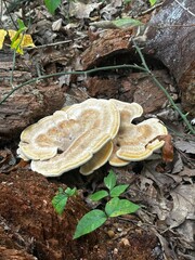 Berkeley’s polypore stump blossom fungus © KMarie