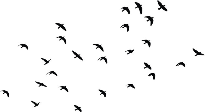 Flock of Birds in Flight Silhouette