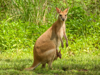 Agile Wallaby (Notamacropus agilis) in Australia © Imogen
