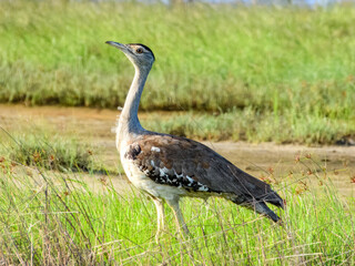 Australian Bustard (Ardeotis australis) in Australia