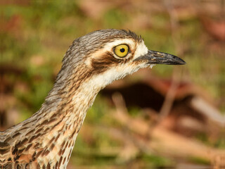 Bush Thick-knee (Burhinus grallarius) in Australia