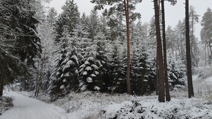 Winter Forest Path with Snow-Covered Pines
