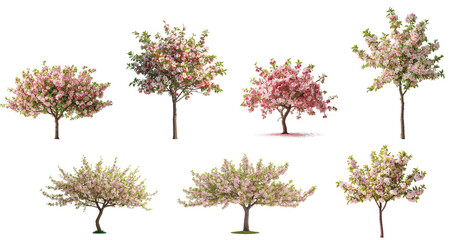 Beautiful spring flowering tree isolated on transparent background
