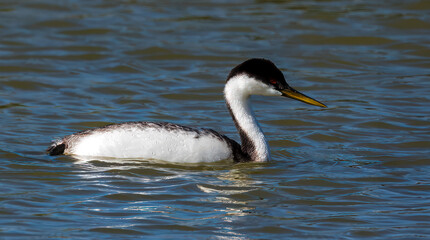 Grebe foating on the water surface