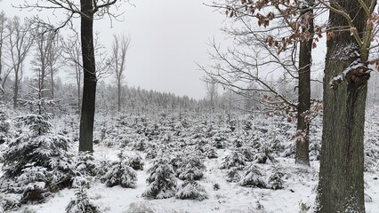 Winter Forest Scene with Snow Covered Trees and Shrubs