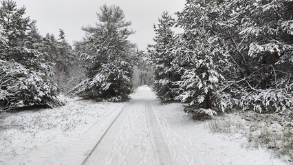 Snowy Forest Road Through Winter Wonderland