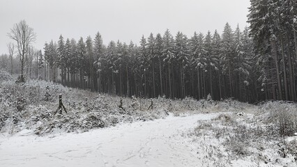 Winter Forest Path Through Snowy Terrain