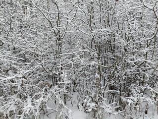 Winter Forest with Snow-Covered Trees