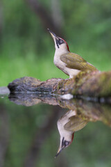 Naklejka premium European Green Woodpecker (Picus viridis)
