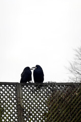 Obraz premium Two raven sitting close together, Love, Connection, Bond, Companionship. Funny couple. Valentines day
