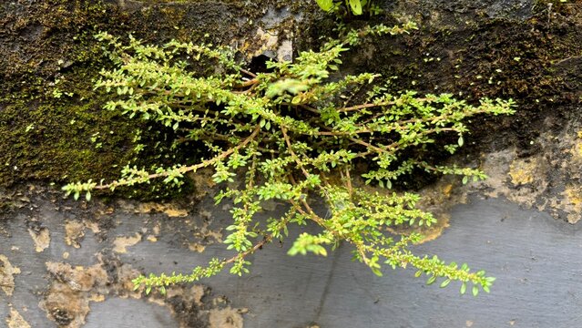 Plants that grow attached to the mossy wall (Pilea microphylla)
