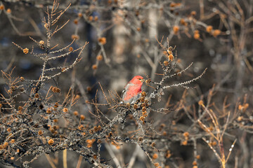 Close-up of a male Pine Grosbeak (Pinicola enucleator) on a larch branch in winter.red berries on a branch