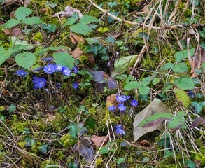 Wilde blaue Leberblumen