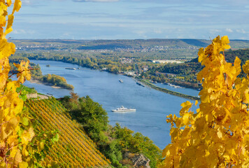 Blick durch Reben auf Rhein mit F&auml;hre