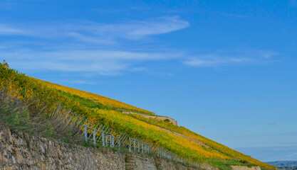 Herbstlich gef&auml;rbter Weinberg unter blauem Himmel