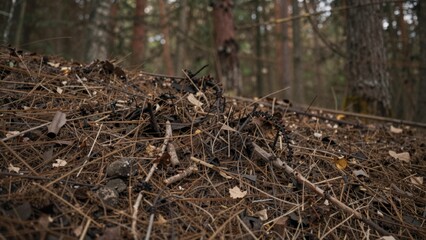 Chaotic destruction forest foreground pile tangled branches twigs lies ground surrounded dried leaves other debris