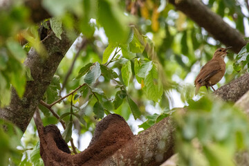 Obraz premium Rufous hornero perched on a tree branch near its mud nest singing in Florestópolis Brazil