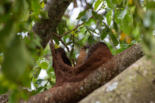 Rufous hornero Furnarius rufus carrying mud to its dome shaped nest in Florestopolis Brazil