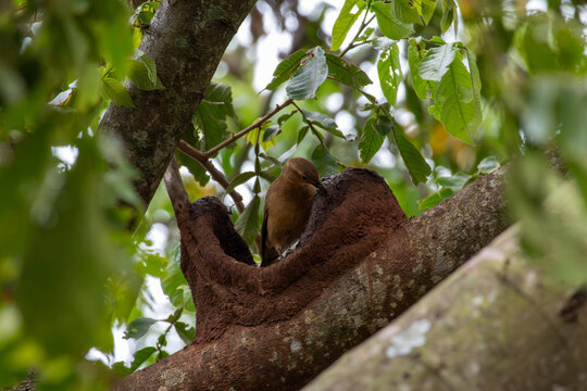 Rufous hornero Furnarius rufus inspecting its oven shaped mud nest in Florestopolis Brazil