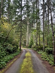 Obraz premium Curving forest road surrounded by tall evergreen trees