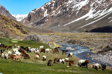 herd of sheep in mountains in Cordillera de los Andes from Mendoza © Eliana