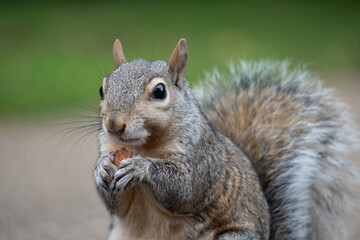 Obraz premium squirrel eating nut