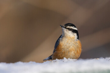 red-breasted nuthatch (Sitta canadensis) in winter
