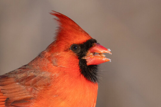  northern cardinal (Cardinalis cardinalis) portrait 