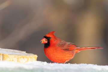  northern cardinal (Cardinalis cardinalis) portrait 