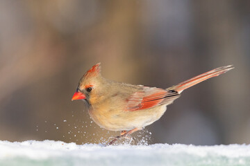  northern cardinal (Cardinalis cardinalis) portrait 