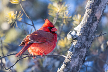  northern cardinal (Cardinalis cardinalis) portrait 