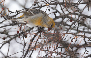 Female pine grosbeak (Pinicola enucleator) in winter